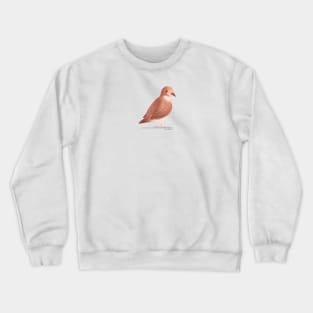 Ruddy Quail Dove Crewneck Sweatshirt